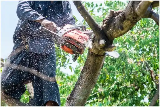 tree services Manitowoc
